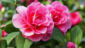 Rosa Kamelie Blumensamen zur Aussaat – Drought verträglich – Traditionssorte & ohne Gentechnik Samen Hausgarten