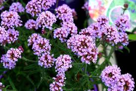 Eisenkraut Gelb Blumensamen zur Aussaat – pflegeleicht – Traditionssorte & ohne Gentechnik Samen Hausgarten