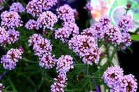 Eisenkraut Gelb Blumensamen zur Aussaat – pflegeleicht – Traditionssorte & ohne Gentechnik Samen Hausgarten