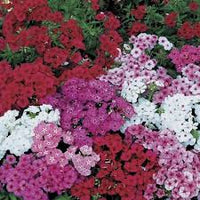 Gemischt Drummond Blumensamen zur Aussaat – sonnenliebend – Traditionssorte & ohne Gentechnik Samen Hausgarten