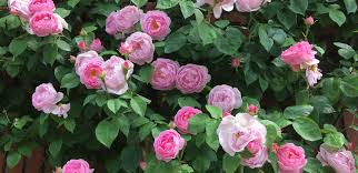 klein Rosa Dragon Rose Blumensamen zur Aussaat – Landhaus Garten wichtig – Traditionssorte & ohne Gentechnik Samen Hausgarten