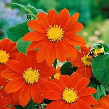 Mexican Blumensamen zur Aussaat – duftend Blüten – Traditionssorte & ohne Gentechnik Samen Hausgarten