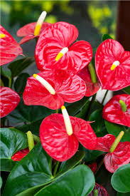 Rot Flamingoblume Blumensamen zur Aussaat – kompakt Wuchs – Traditionssorte & ohne Gentechnik Samen Hausgarten