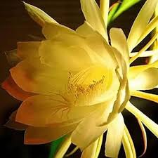 Gelb Epiphyllum Blumensamen zur Aussaat – Drought verträglich – Traditionssorte & ohne Gentechnik Samen Hausgarten