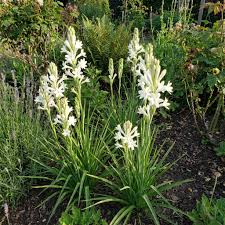 Tuberose Blumensamen zur Aussaat – Enchanting duftend Blüten für Ihren Garten