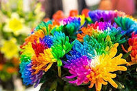 Rainbow Chrysantheme Blumensamen zur Aussaat – Bestäuber freundlich – Traditionssorte & ohne Gentechnik Samen Hausgarten