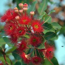 Ficifolia Blumensamen zur Aussaat – hochwertige Qualitäts- – Traditionssorte & ohne Gentechnik Samen Hausgarten