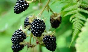Dewberry or BlackBerry Fruchtsamen zur Aussaat – Bestäuber freundlich – Traditionssorte & ohne Gentechnik Samen Hausgarten