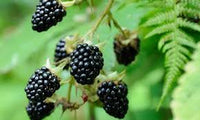 Dewberry or BlackBerry Fruchtsamen zur Aussaat – Bestäuber freundlich – Traditionssorte & ohne Gentechnik Samen Hausgarten