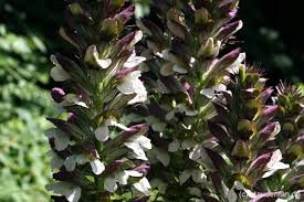 Acanthus Spinosus Acanthus spinosus Blumensamen zur Aussaat Blume Beet