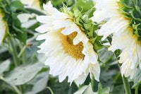 Sonnenblume Weiß Blumensamen zur Aussaat – lang Blüte Saison – Traditionssorte & ohne Gentechnik Samen Hausgarten