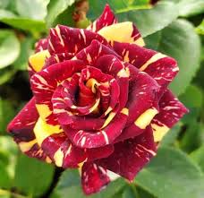 Semillas de Abracadabra roja y amarilla para sembrar – flores fragantes – variedad tradicional y semillas sin OGM para el jardín doméstico