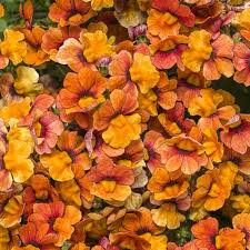 Orange Nemesia Blumensamen zur Aussaat – saisonal Dauerblüher – Traditionssorte & ohne Gentechnik Samen Hausgarten