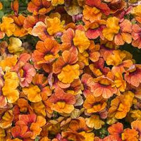 Orange Nemesia Blumensamen zur Aussaat – saisonal Dauerblüher – Traditionssorte & ohne Gentechnik Samen Hausgarten