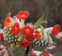 Rot Edgeworthia Blumensamen zur Aussaat – Anzucht – Traditionssorte & ohne Gentechnik Samen Hausgarten