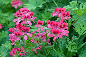 Rose Geranie Pelargonium Blumensamen zur Aussaat Landhaus Garten wichtig Traditionssorte & ohne Gentechnik Samen Hausgarten