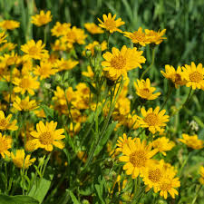 Arnica Montana Herb Samen zur Aussaat