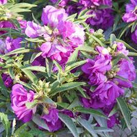 Lila Springkraut Kamelie Blumensamen zur Aussaat – hochwertige Qualitäts- – Traditionssorte & ohne Gentechnik Samen Hausgarten