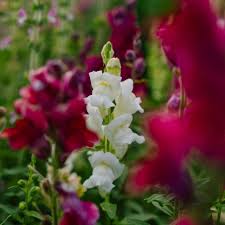 Snapdragon Blumensamen zur Aussaat – leuchtend Blüten – Traditionssorte & ohne Gentechnik Samen Hausgarten