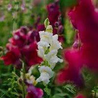Snapdragon Blumensamen zur Aussaat – leuchtend Blüten – Traditionssorte & ohne Gentechnik Samen Hausgarten
