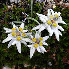 Weiß Edelweiss Boden Blumensamen zur Aussaat – leuchtend Blüten – Traditionssorte & ohne Gentechnik Samen Hausgarten