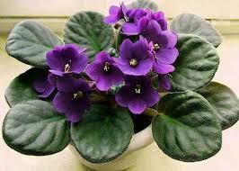 African Violett Blumensamen hell Rosa Blumensamen zur Aussaat – farbenfroh Schau – Traditionssorte & ohne Gentechnik Samen Hausgarten