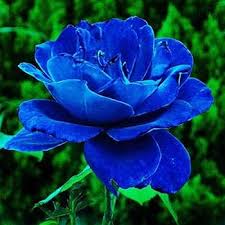 Blau Rose Blumensamen zur Aussaat – Garten beliebt – Traditionssorte & ohne Gentechnik Samen Hausgarten