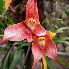Weiß Orange Orchidee Blumensamen zur Aussaat – Schnitt Blume beliebt – Traditionssorte & Gentechnik Samen Hausgarten