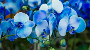 Himmelblau Orchidee Blumensamen zur Aussaat – Traditionssorte ohne Gentechnik Keimung biologisch Garten Samen saisonal exotisch Blüten