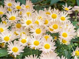Weiß Gelb Chrysantheme Blumensamen zur Aussaat – leuchtend Blüten – Traditionssorte & ohne Gentechnik Samen Hausgarten