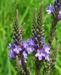 Blau Vervain Blumensamen zur Aussaat – hochwertige Qualitäts- – Traditionssorte & ohne Gentechnik Samen Hausgarten
