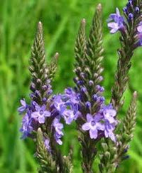 Blau Vervain Blumensamen zur Aussaat – hochwertige Qualitäts- – Traditionssorte & ohne Gentechnik Samen Hausgarten