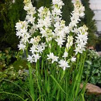 Tuberose Blumensamen zur Aussaat – Enchanting duftend Blüten für Ihren Garten