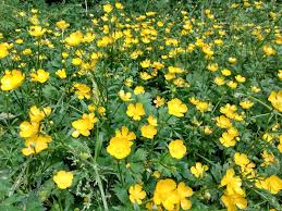 Gelb Buttercup Blumensamen zur Aussaat – saisonal Dauerblüher – Traditionssorte & ohne Gentechnik Samen Hausgarten