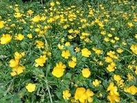 Gelb Buttercup Blumensamen zur Aussaat – saisonal Dauerblüher – Traditionssorte & ohne Gentechnik Samen Hausgarten