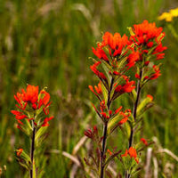 Rot Castilleja Blumensamen zur Aussaat – Halbschatten verträglich – Traditionssorte & ohne Gentechnik Samen Hausgarten