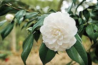 Kamelie Weiß Blumensamen zur Aussaat – Wildblume Mischung – Traditionssorte & ohne Gentechnik Samen Hausgarten