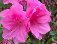 Rosa Azalee Blume Blumensamen zur Aussaat – sonnenliebend – Traditionssorte & ohne Gentechnik Samen Hausgarten