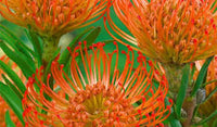 Leucospermum Cordifolium Samen zur Aussaat – hochwertige Blumensamen leuchtend Blüten