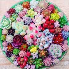 Gelb Rot Echeveria Blumensamen zur Aussaat – farbenfroh Schau – Traditionssorte & ohne Gentechnik Samen Hausgarten