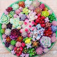 Gelb Rot Echeveria Blumensamen zur Aussaat – farbenfroh Schau – Traditionssorte & ohne Gentechnik Samen Hausgarten