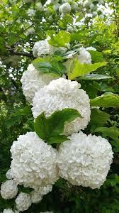 Hortensie Weiß Blumensamen zur Aussaat – farbenfroh Schau – Traditionssorte & ohne Gentechnik Samen Hausgarten