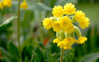 Gelb Schwarz Schlüsselblume Blumensamen zur Aussaat – duftend Blüten – Traditionssorte & ohne Gentechnik Samen Hausgarten