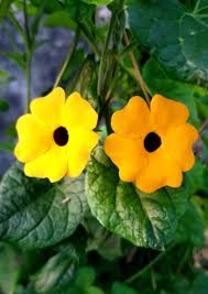 Thunbergia Blumensamen zur Aussaat Anzucht Traditionssorte & ohne Gentechnik Samen Haus Gardan
