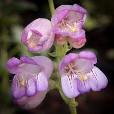 Rosa Palmer's Penstemon Blumensamen zur Aussaat – Garten beliebt – Traditionssorte & ohne Gentechnik Samen Hausgarten