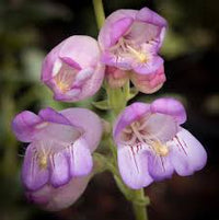 Rosa Palmer's Penstemon Blumensamen zur Aussaat – Garten beliebt – Traditionssorte & ohne Gentechnik Samen Hausgarten