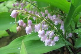 Maigloeckchen Samen Rosa Convallaria