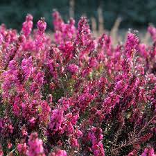 Heather Blumensamen zur Aussaat – Landhaus Garten wichtig – Traditionssorte & ohne Gentechnik Samen Hausgarten