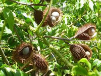 Caesalpinia Bonducella Blumensamen zur Aussaat – leuchtend – Traditionssorte & ohne Gentechnik Samen Hausgarten