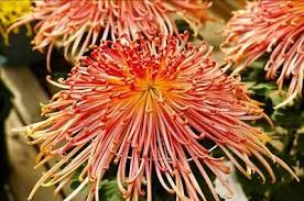 Japan Spider Chrysanthemums Samen zur Aussaat – einzigartig Floral Schönheit